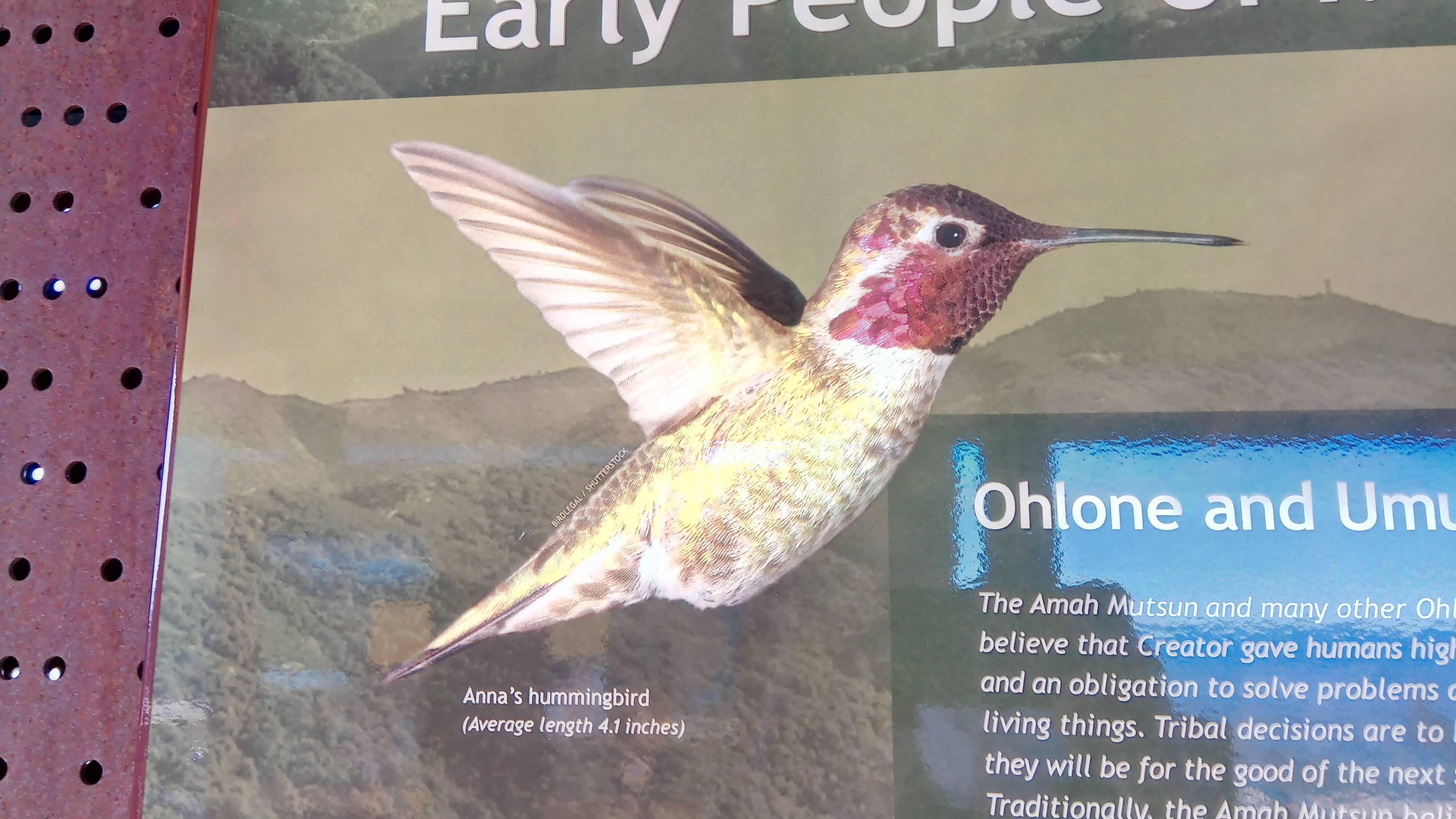 Hummingbirds give the mountain its name