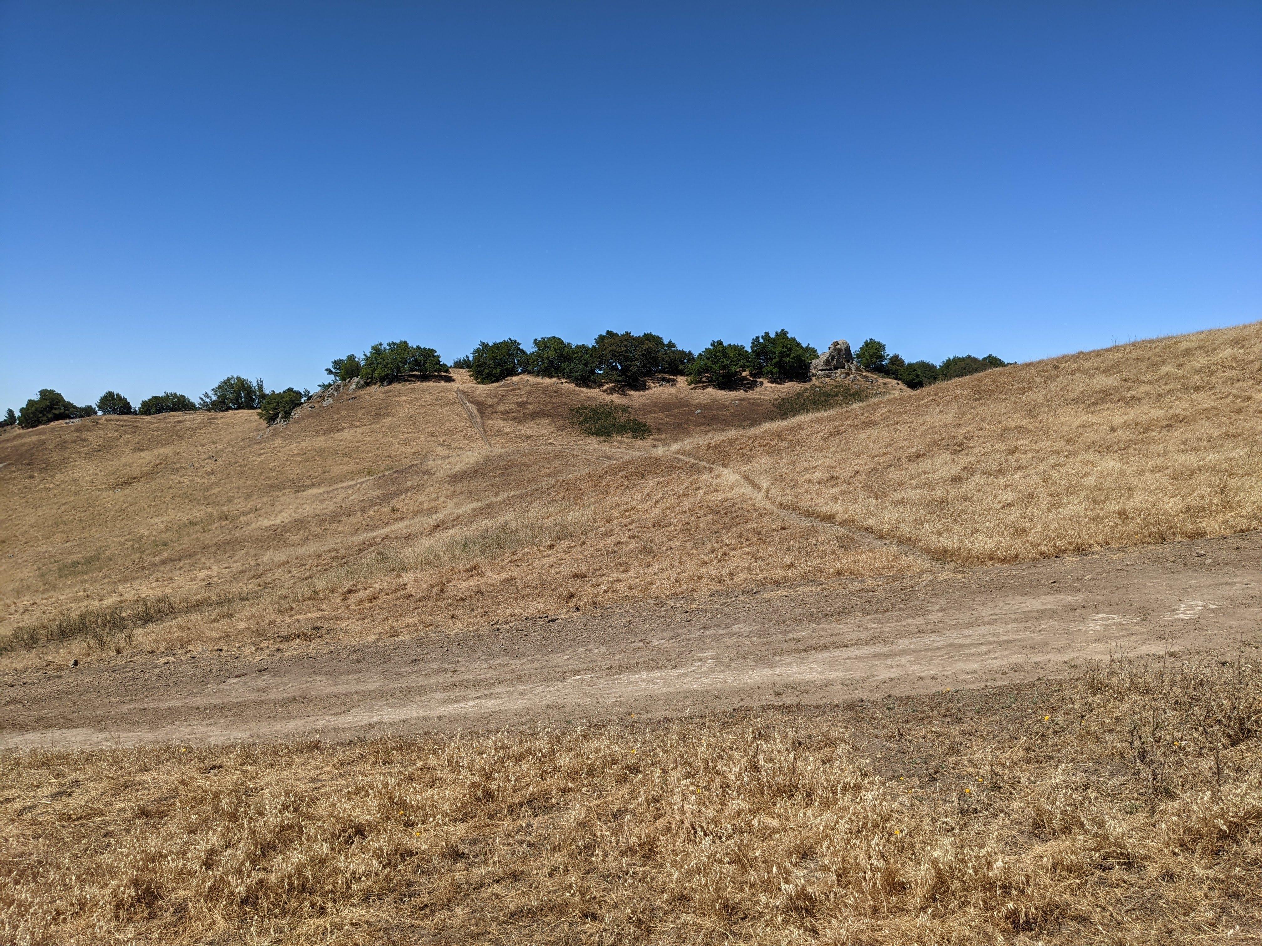 This grove is the highest point of the ridge