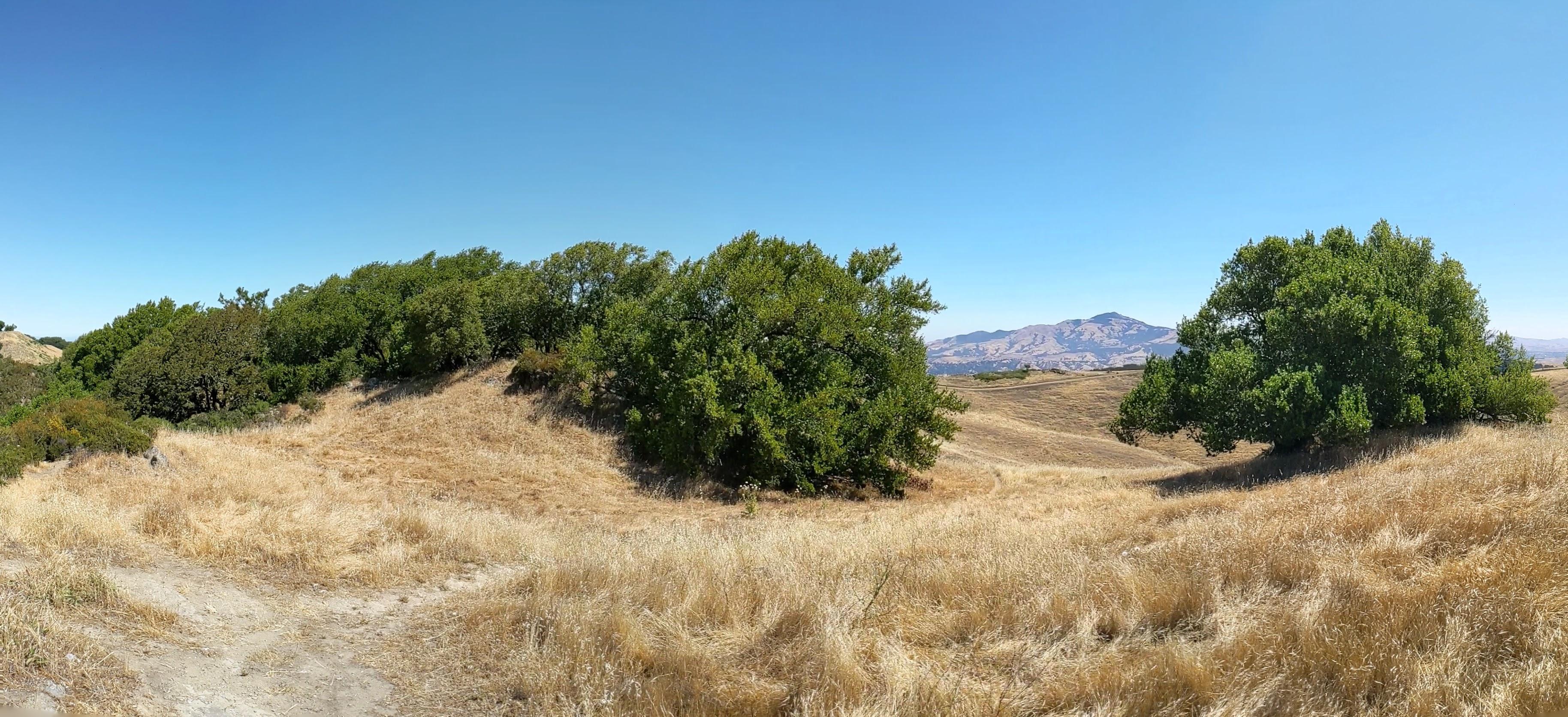 Summit grove and Mt. Diablo as a backdrop