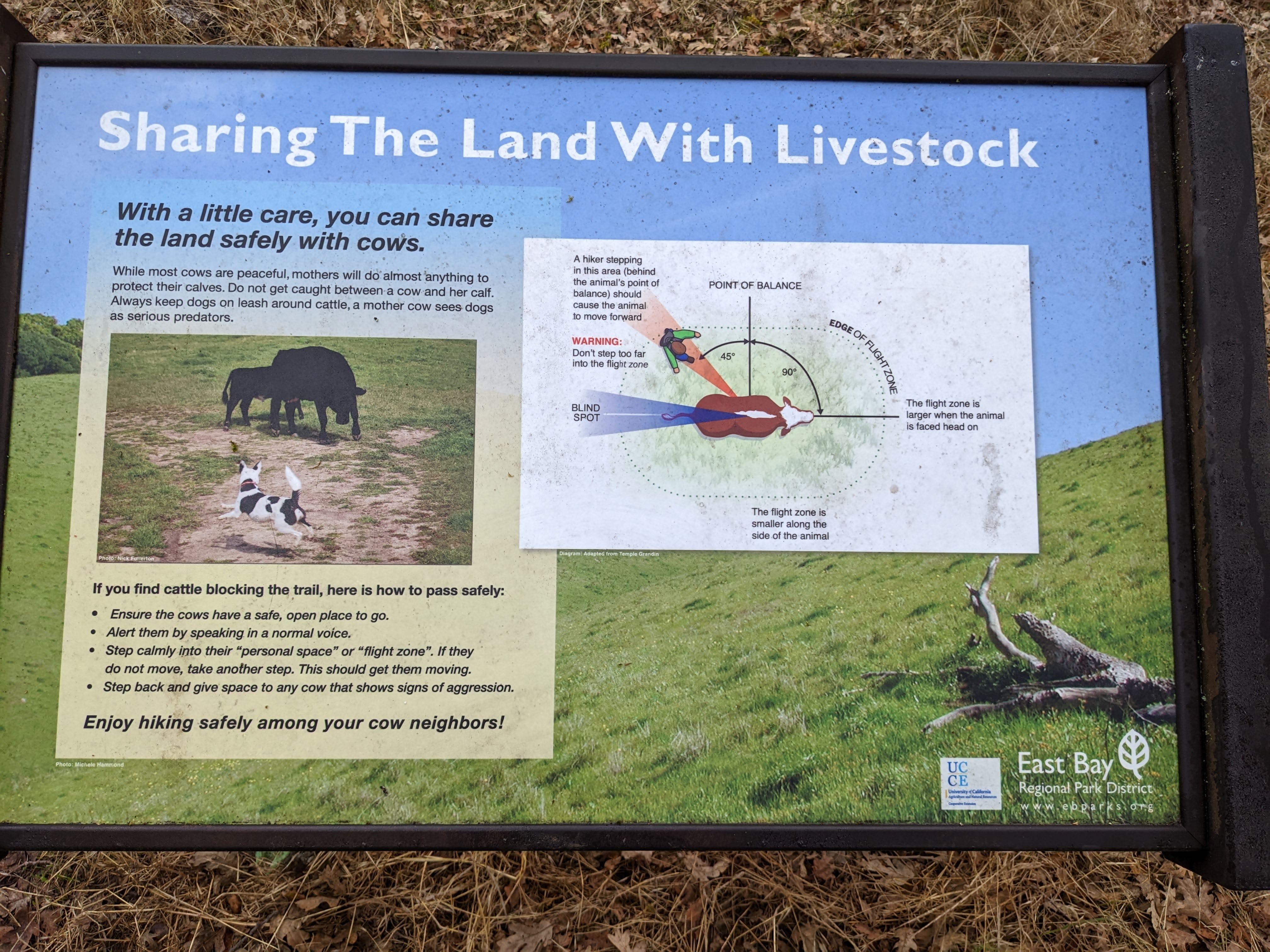 How to get cows to move